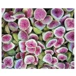 High-quality figs